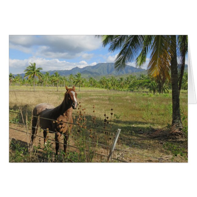 Hawaiian Horse (Voorkant Horizontaal)