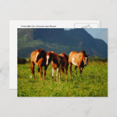Hawaiian Horses Briefkaart (Voorkant / Achterkant)