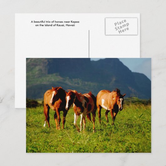 Hawaiian Horses Briefkaart (Voorkant / Achterkant)