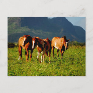 Hawaiian Horses Briefkaart