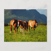 Hawaiian Horses Briefkaart (Voorkant)