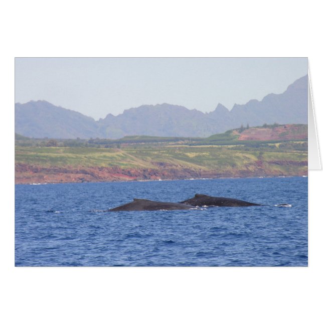 Hawaiian Humpback Whales (Voorkant Horizontaal)