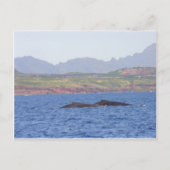 Hawaiian Humpback Whales Briefkaart (Voorkant)