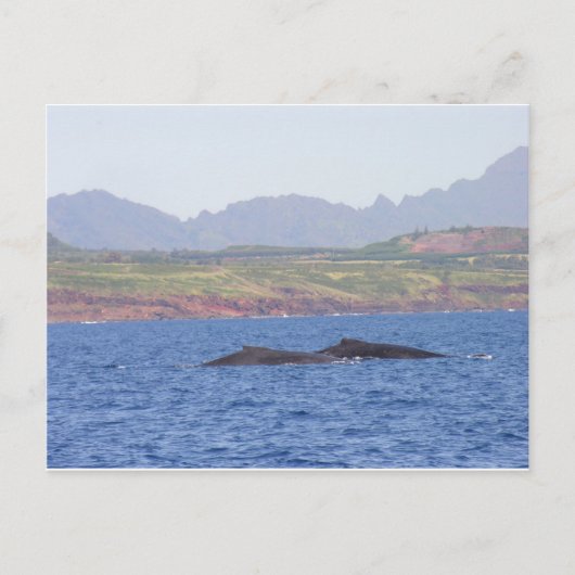 Hawaiian Humpback Whales Briefkaart (Voorkant)