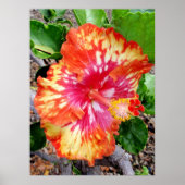Hawaiian Hybrid Hibiscus Poster (Voorkant)
