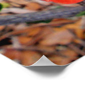 Hawaiian Hybrid Hibiscus Poster