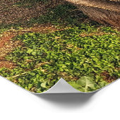 Hawaiian Kiawe Tree Poster (Hoek)