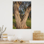 Hawaiian Kiawe Tree Poster (Keuken)