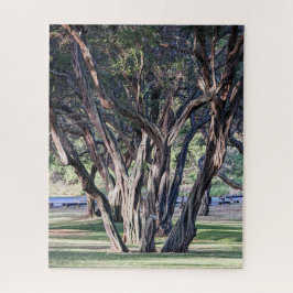 Hawaiian Kiawe Tree puzzel