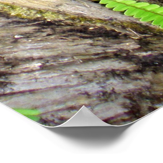 Hawaiian Koolau Mountains Poster (Hoek)