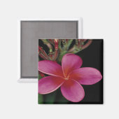 Hawaiian Magnet (Voorkant / Achterkant)