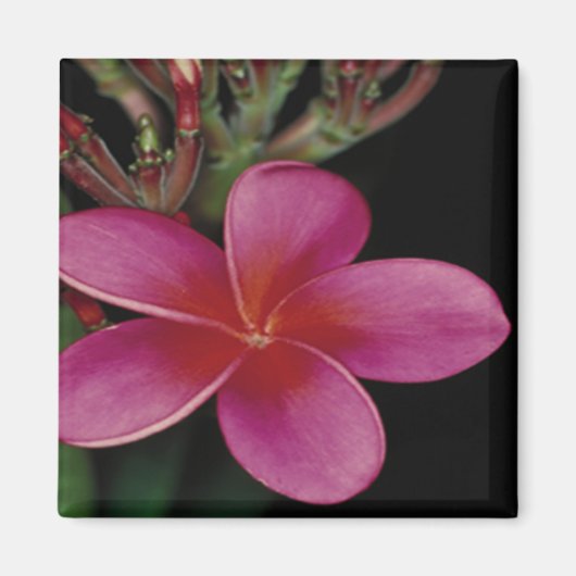 Hawaiian Magnet (Voorkant)