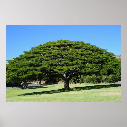 Hawaiian Majestic Tree Poster (Voorkant)