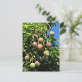Hawaiian Mango Briefkaart (Staand voorkant)