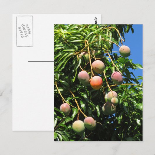 Hawaiian Mango Briefkaart (Voorkant / Achterkant)