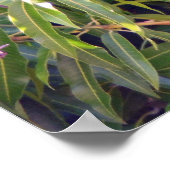 Hawaiian Mango Poster (Hoek)