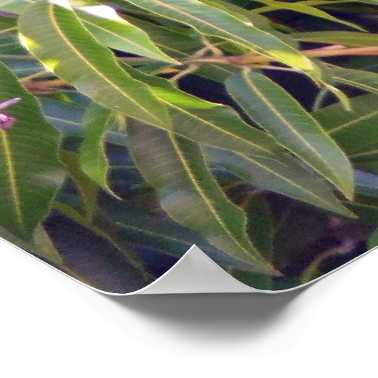 Hawaiian Mango Poster (Hoek)