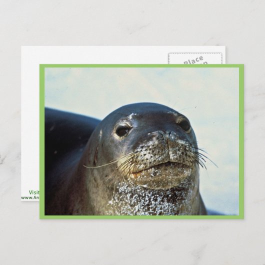 Hawaiian Monk Seal Briefkaart (Voorkant / Achterkant)