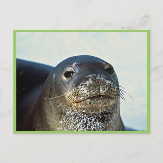 Hawaiian Monk Seal Briefkaart (Voorkant)