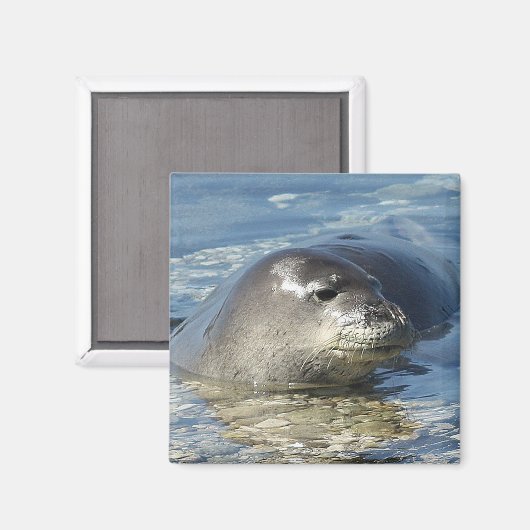 Hawaiian Monk Seal Magnet (Voorkant / Achterkant)