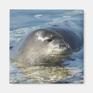 Hawaiian Monk Seal Magnet