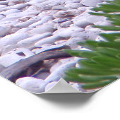 Hawaiian Monk Seal Poster (Hoek)