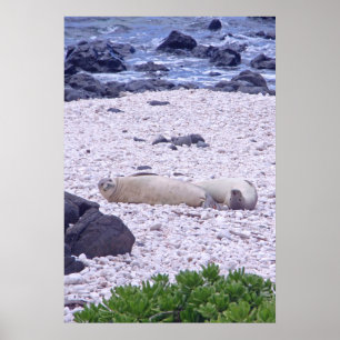 Hawaiian Monk Seal Poster