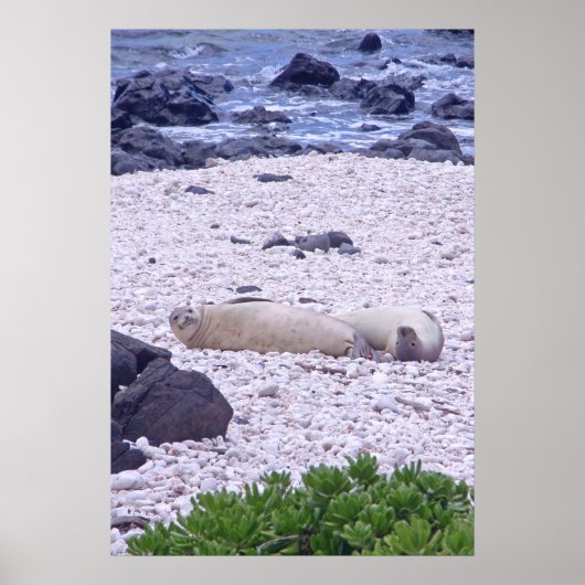 Hawaiian Monk Seal Poster (Voorkant)