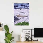 Hawaiian Monk Seal Poster (Thuiskantoor)