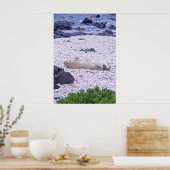 Hawaiian Monk Seal Poster (Keuken)