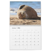 Hawaiian Monk Seals Kalender (Jan 2026)