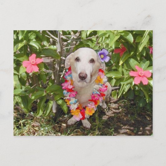 Hawaiian Myrtie Briefkaart (Voorkant)