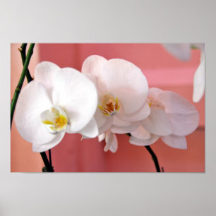 Hawaiian Orchids nummer drie print