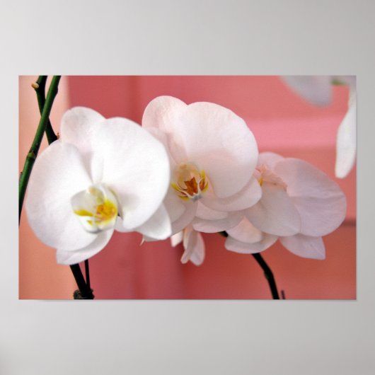 Hawaiian Orchids nummer drie print (Voorkant)