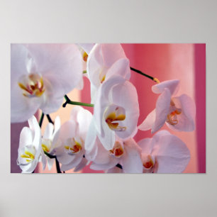 Hawaiian Orchids nummer vier Poster