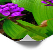 Hawaiian Orchids Poster (Hoek)