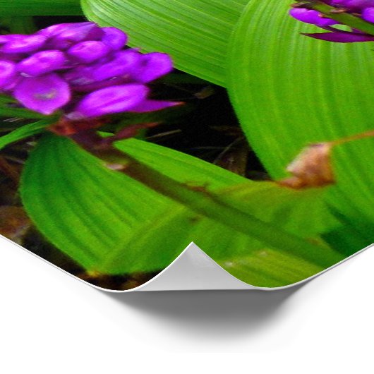 Hawaiian Orchids Poster (Hoek)