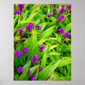 Hawaiian Orchids Poster (Voorkant)