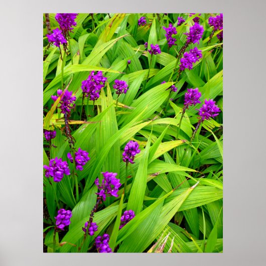 Hawaiian Orchids Poster (Voorkant)