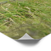 Hawaiian Owl Sitting on Fence Post Poster (Hoek)