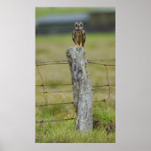 Hawaiian Owl Sitting on Fence Post Poster (Voorkant)