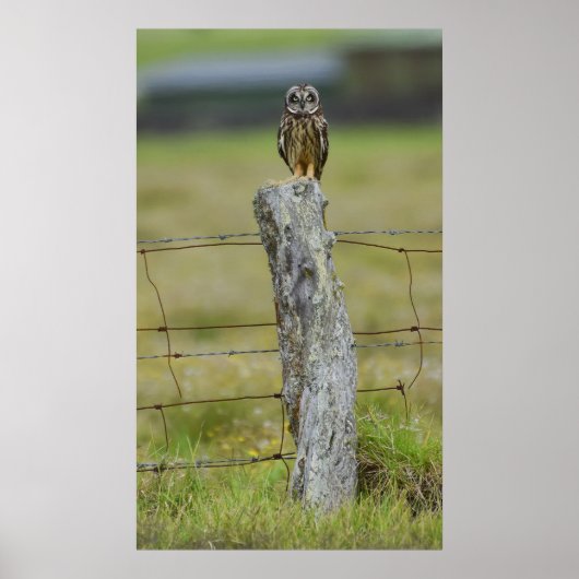 Hawaiian Owl Sitting on Fence Post Poster (Voorkant)