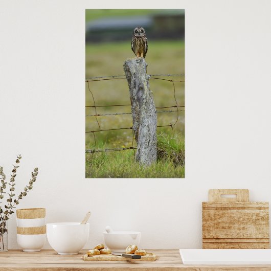 Hawaiian Owl Sitting on Fence Post Poster (Keuken)