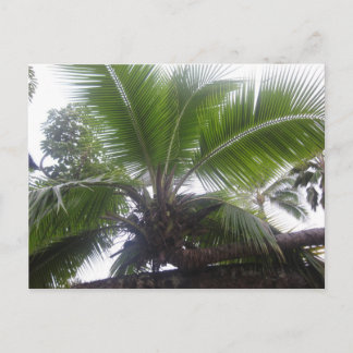Hawaiian Palm Close Briefkaart