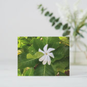 Hawaiian Pikake Jasmine Blossom Briefkaart (Staand voorkant)