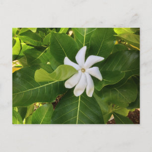 Hawaiian Pikake Jasmine Blossom Briefkaart