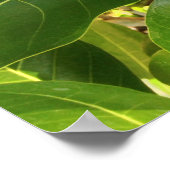 Hawaiian Pikake Jasmine Blossom Poster (Hoek)