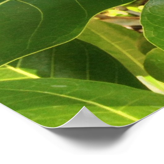 Hawaiian Pikake Jasmine Blossom Poster (Hoek)