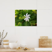 Hawaiian Pikake Jasmine Blossom Poster (Keuken)