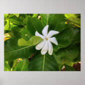 Hawaiian Pikake Jasmine Blossom Poster (Voorkant)